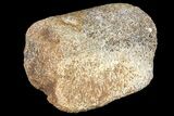 Fossil Hadrosaur Phalange - Alberta (Disposition #-) #134517-1